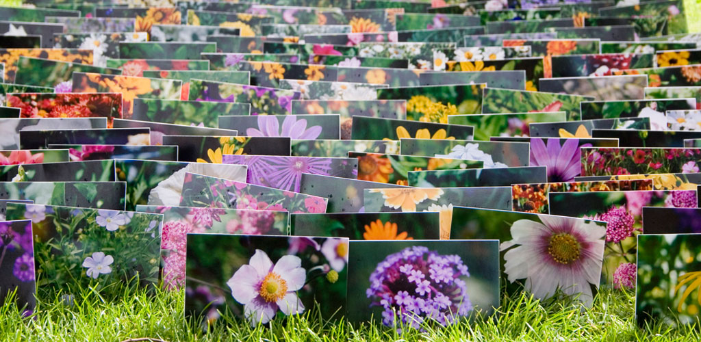 Flower Bed | Doreen Kennedy