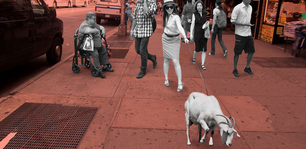 Goat Walk | Marissa Mickelberg