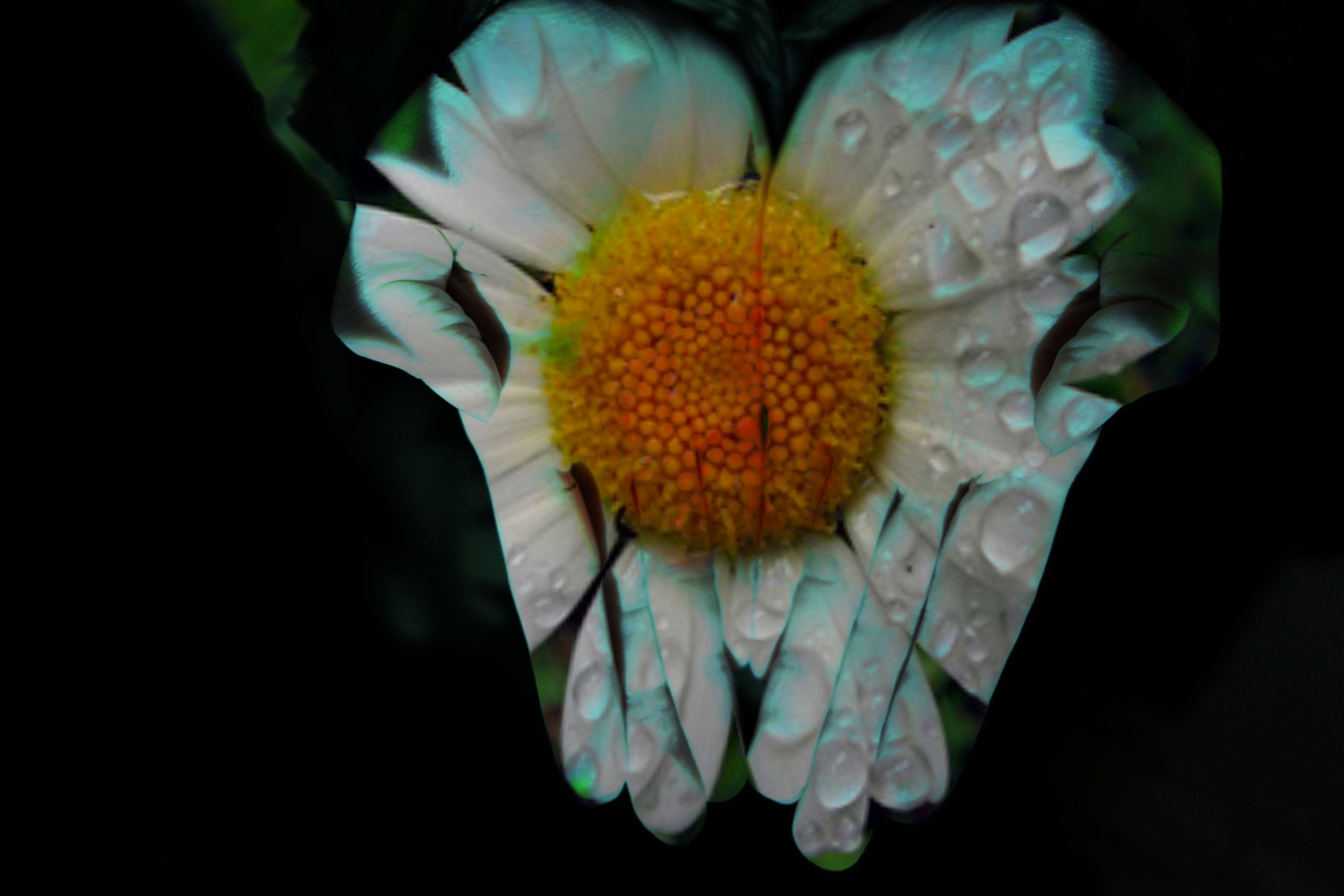 Suran Song, SENSES:CENTERED (Hands of Melissa Soong), 2017. Chamomile Flower Shower Mandala held as light in the yogic hand position of Pushpam Mudra. C-print. 40 x 60 inches. Edition of 2. 